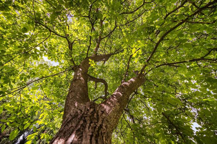 74 Buckingham Street Arrowtown_22