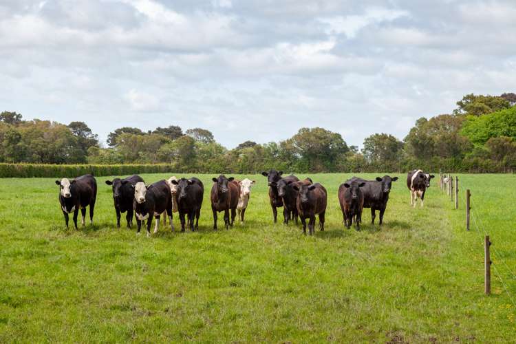 231a Stanley Road Te Aroha_13