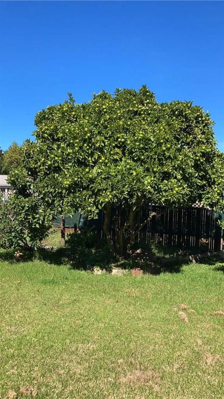 71 Seabrook Avenue New Lynn_7