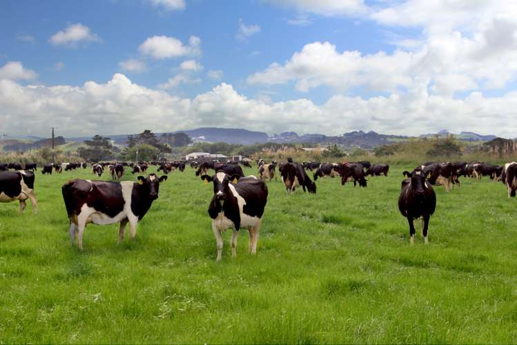 23 Rogan Avenue Helensville_0