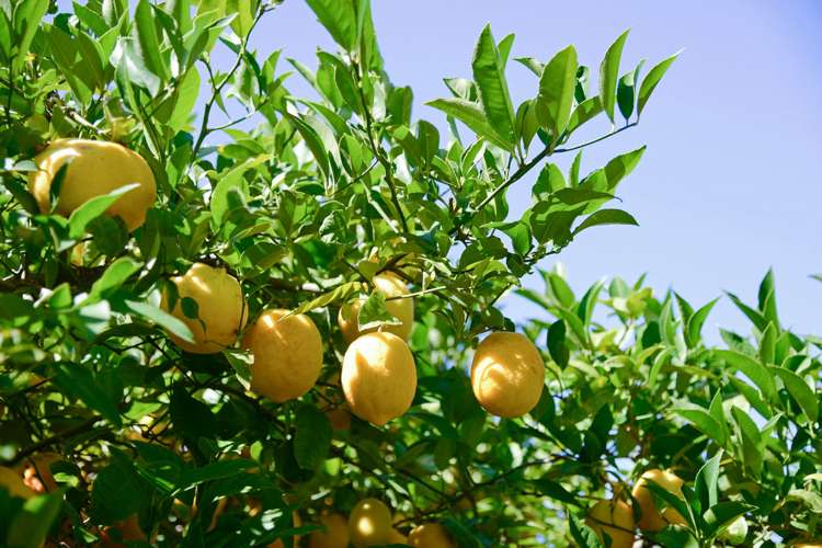 9a Cologne Street Martinborough_15