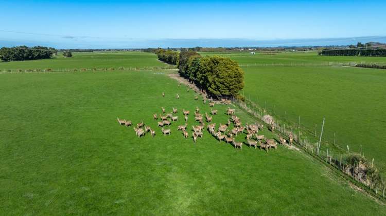 318 Aorangi Road Aorangi_6
