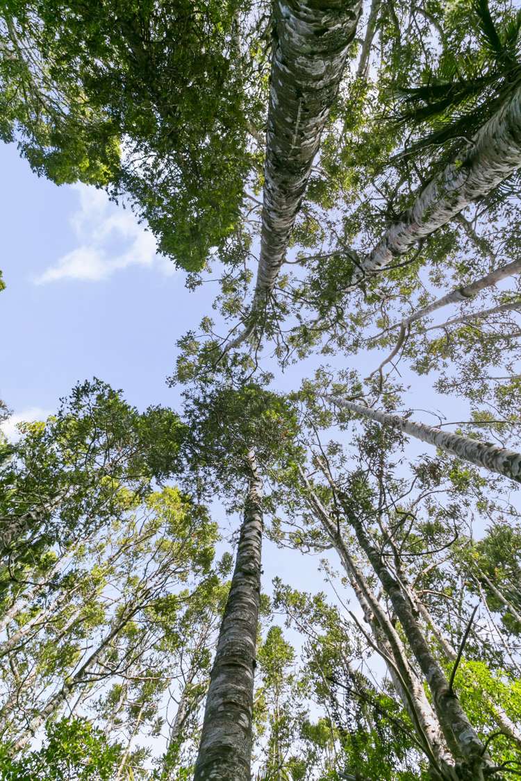 57 Otitori Bay Road Titirangi_20