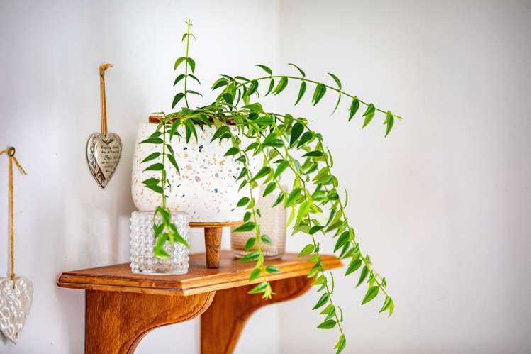 7 Mcandrew Street Kihikihi_18