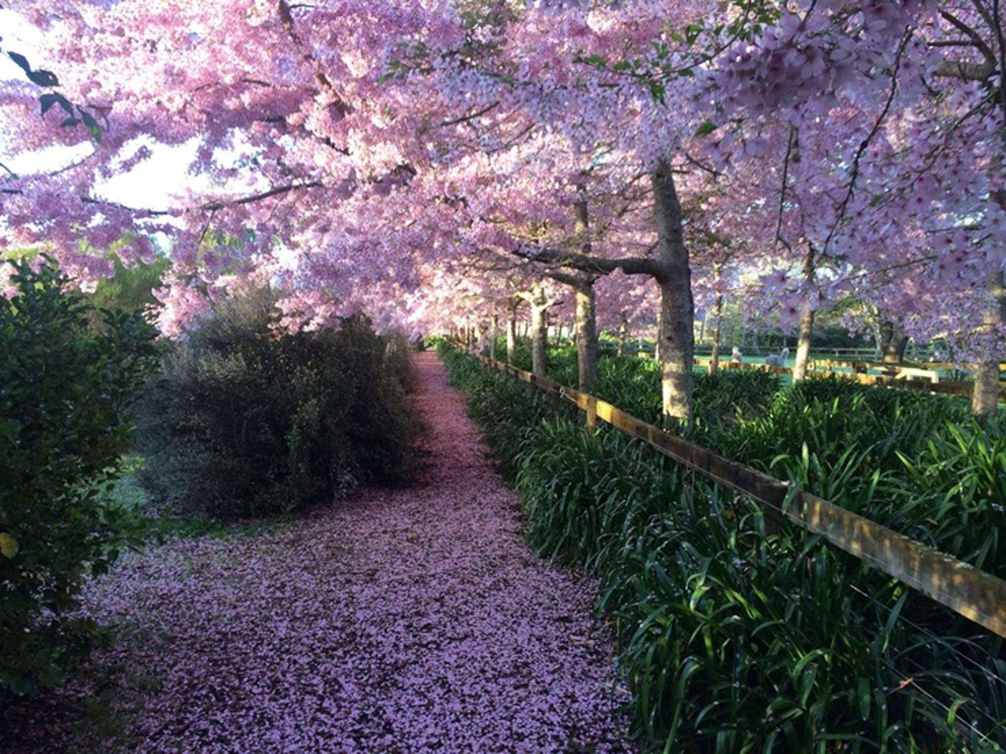 Cherry Blossom Festival manor for sale - steamy Bridgerton balls not included