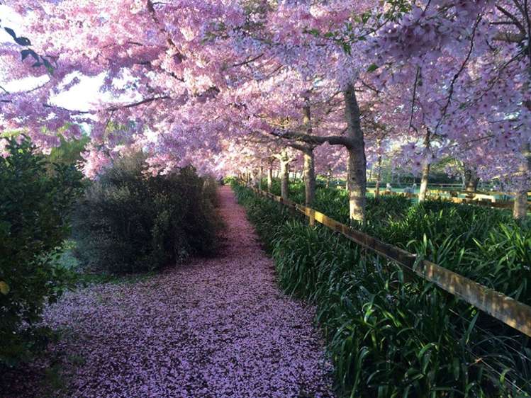 Cherry Blossom Festival manor for sale - steamy Bridgerton balls not included