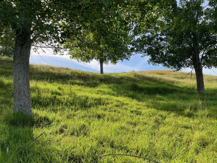 145 Ranganui Road Kaiwaka_19