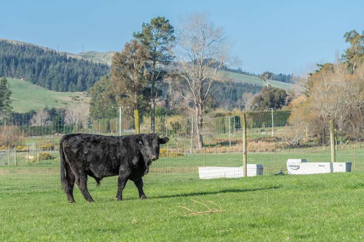 411 Waianiwaniwa Road Sheffield_5