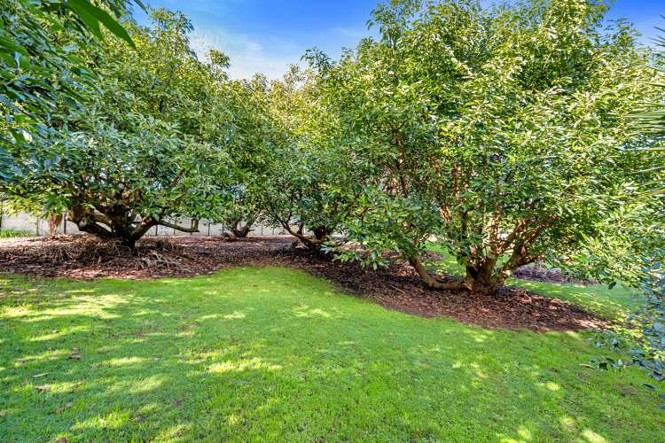 554 Rangiuru Road Te Puke_20