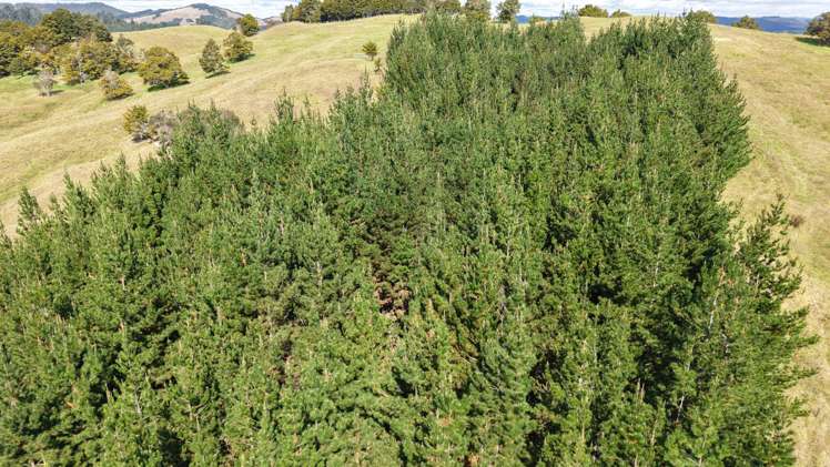 2934 State Highway 1 Umawera_15