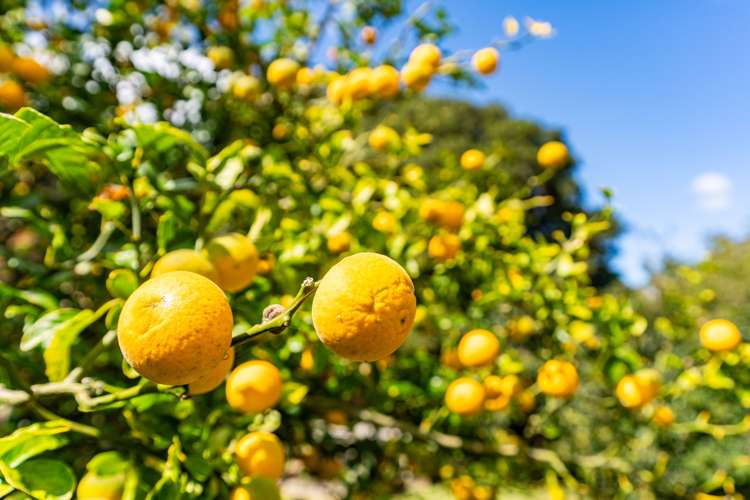 915 State Highway 14 Maungatapere_34