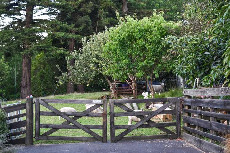 50 Holcombrooke Lane Welcome Bay_8