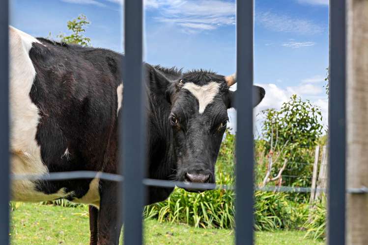 42 Accolage Boulevard Kumeu_41