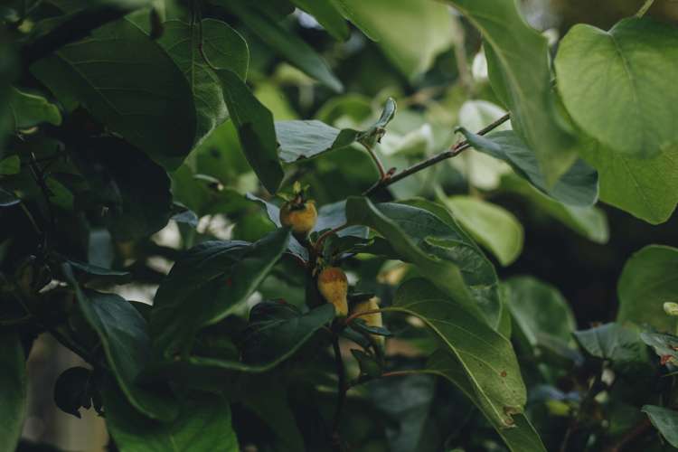 17 Pekanga Drive Fox Glacier_22