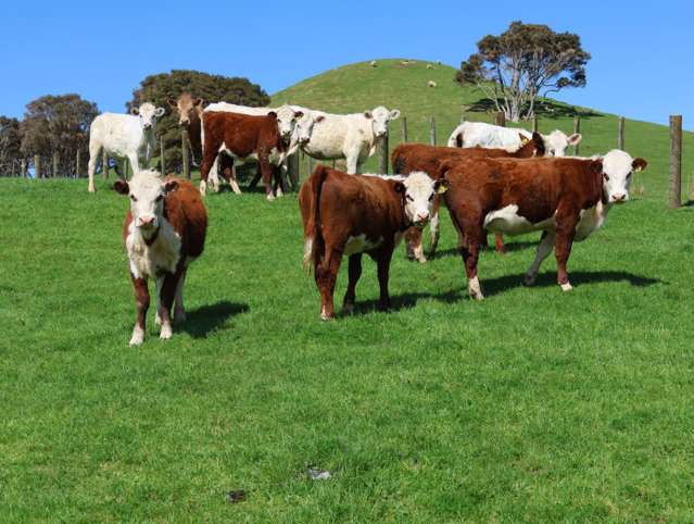 98 Millstream Road Dannevirke_2