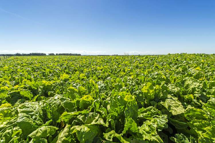 1610 North Rakaia Road Southbridge_19