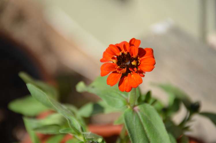 11a Shepherd Road Waipahihi_10