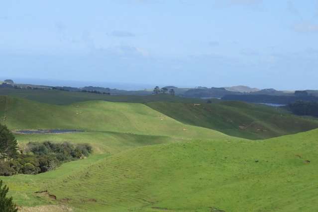 Airstrip Road Dargaville Surrounds_3