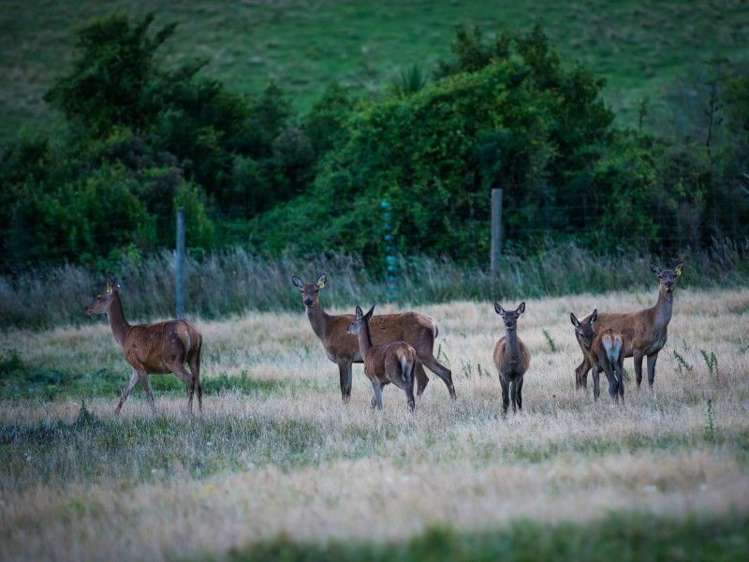 731 Ashley Gorge Road Glentui_24