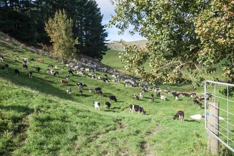 244 Whawharua Road Otorohanga_5