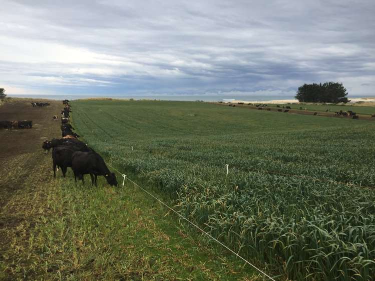 46 Clarkes Road, Glenledi Milton_17