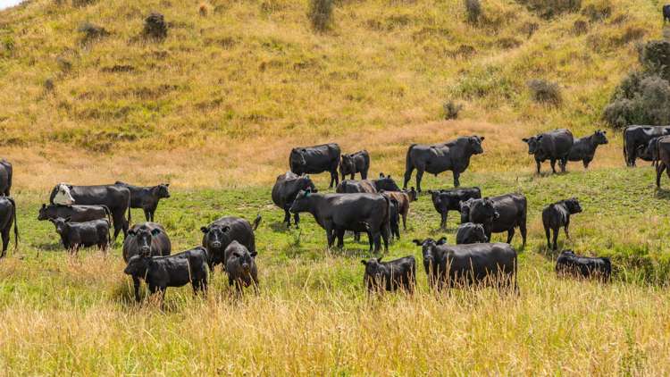 2 Cotswold Road Omihi_17