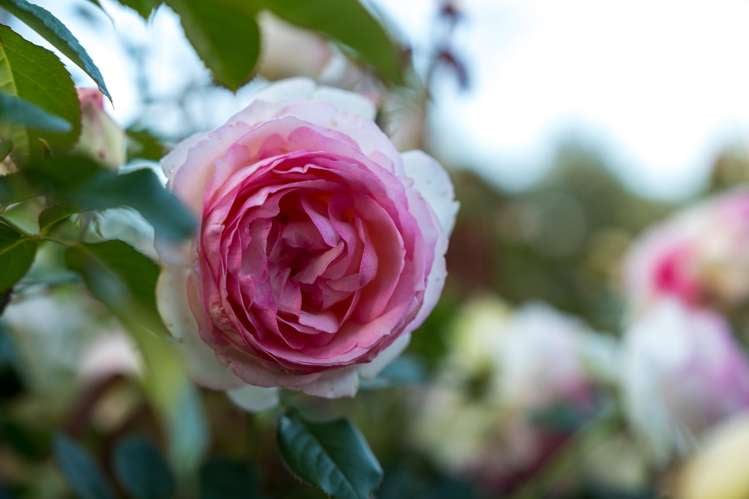 38a Pokapu Street Titirangi_30