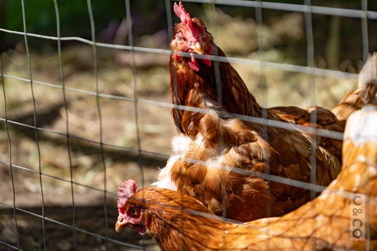 9 Elliot Street Riverhead_20