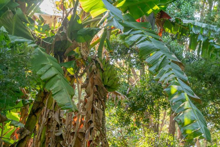 16 Kawhero Drive Kuaotunu_17