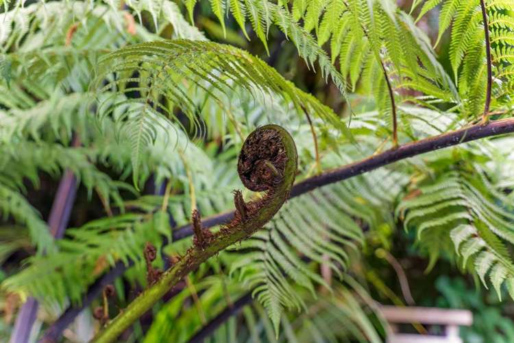 205 Shaw Road Titirangi_33