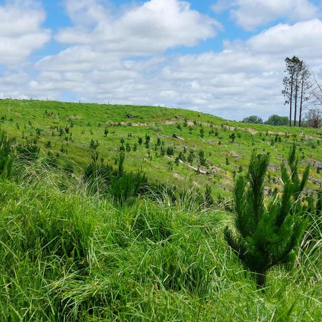 Lot 7/49 Kamea Place Maungaturoto_1