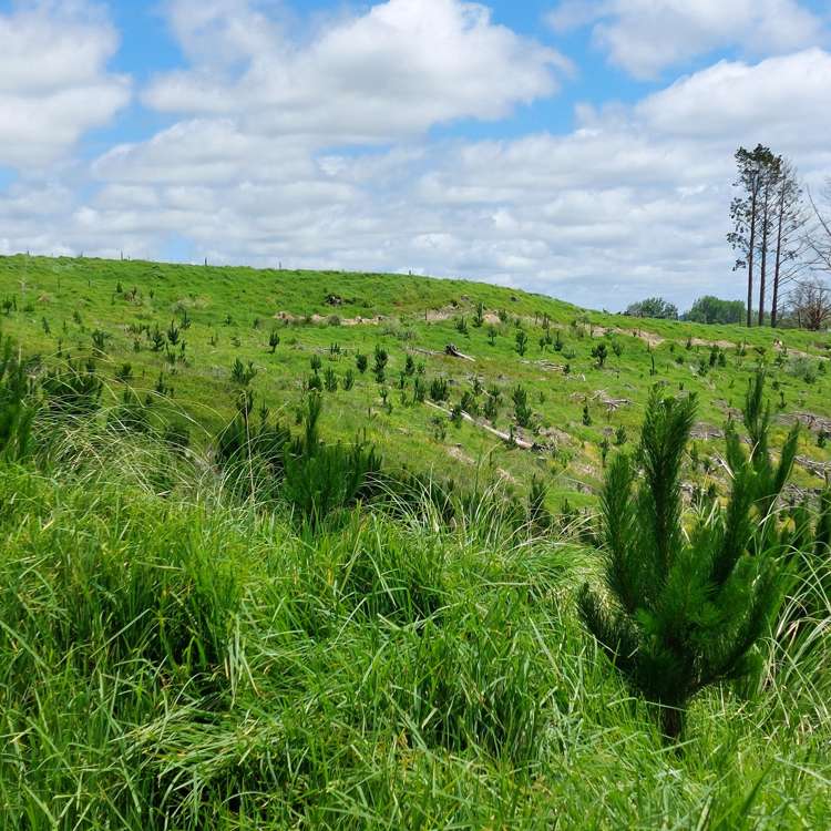 Lot 7/49 Kamea Place_1