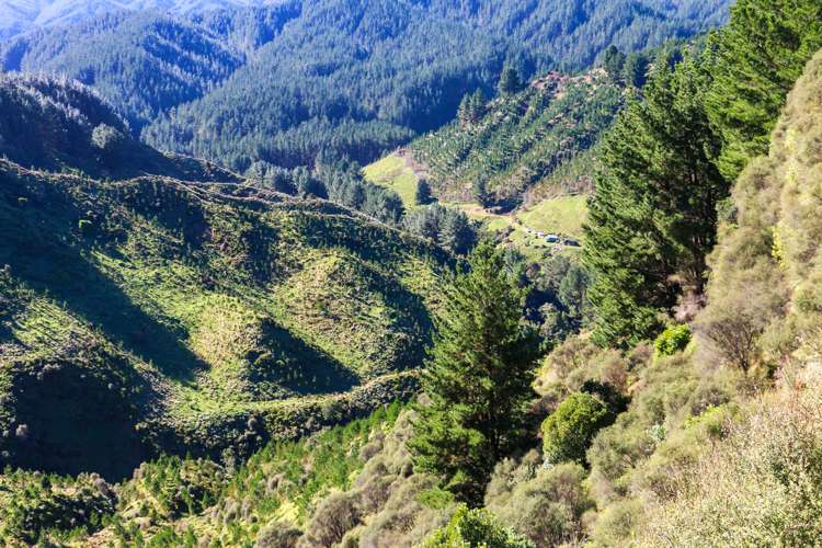 Mangahoe Road Kaitieke_24