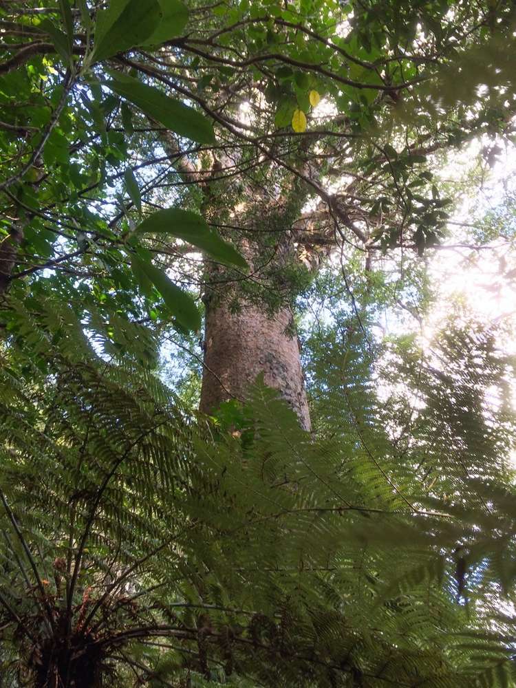 324 Glenmohr Road Waipu_18