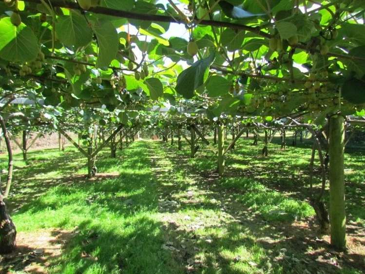 81 Ruahihi Road Kaimai_6