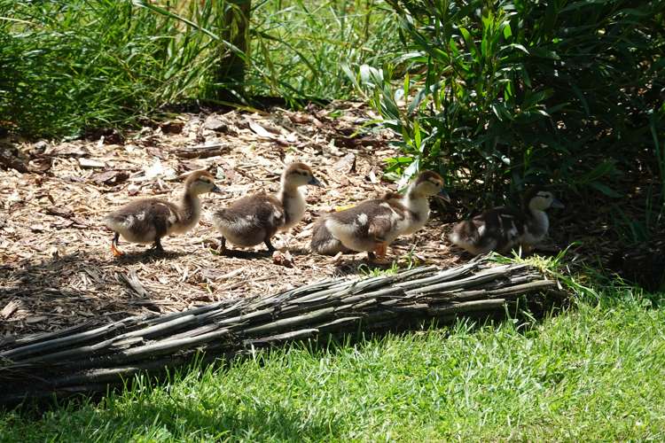 602 Hokio Beach Road Hokio Beach_24