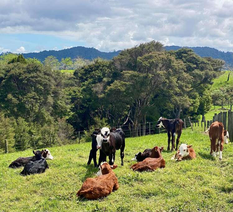 184 Monarch Downs Way Matakana_23