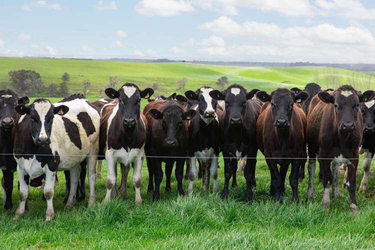 2048 State Highway 50 Ongaonga_16