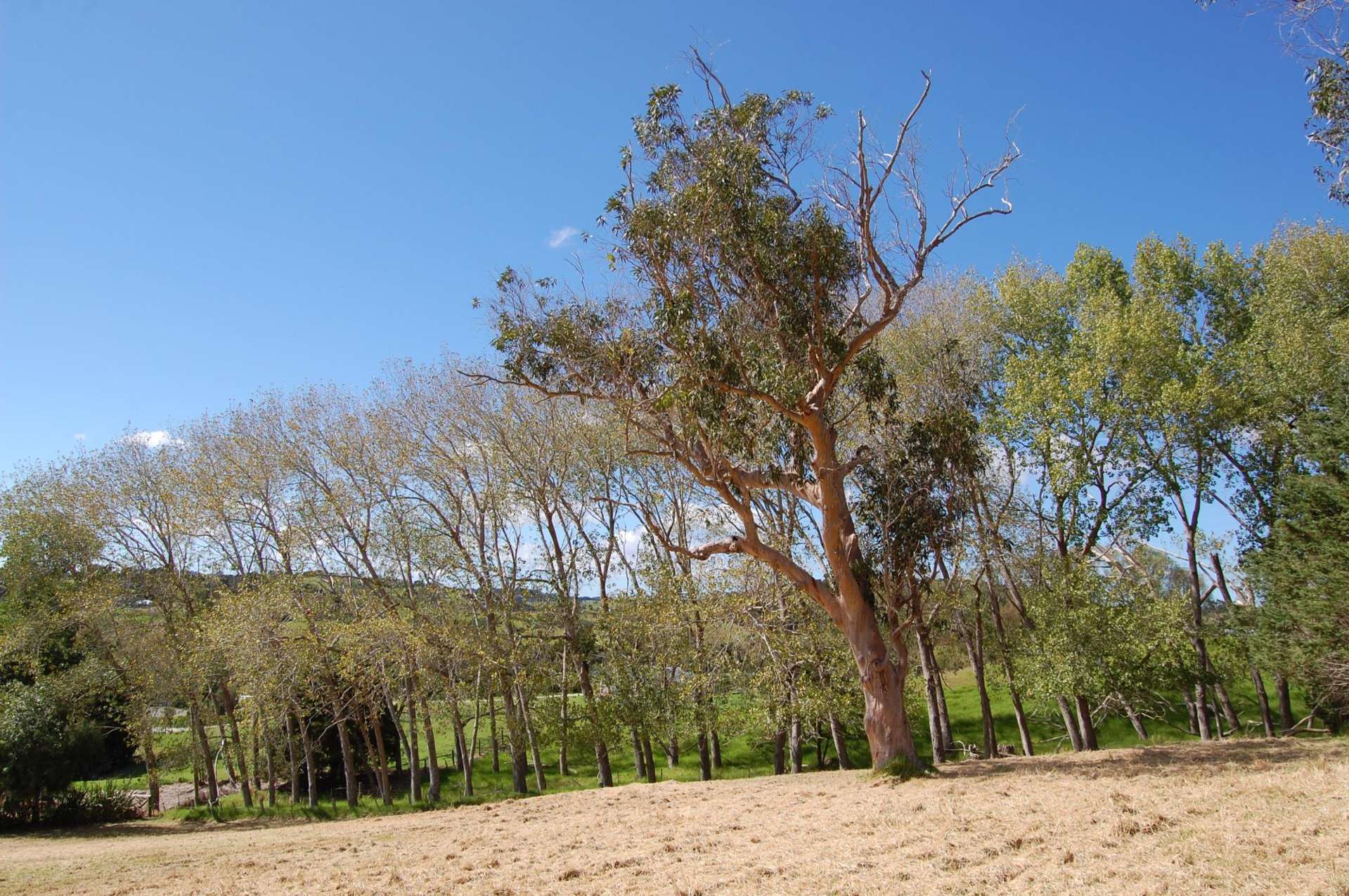 Lot 5 Pavel Place Kaiwaka_0