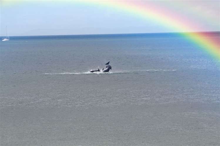 6/4 Arkles Strand Arkles Bay_12