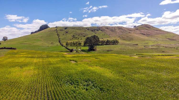 271 Cruickshank Road Tokanui_7