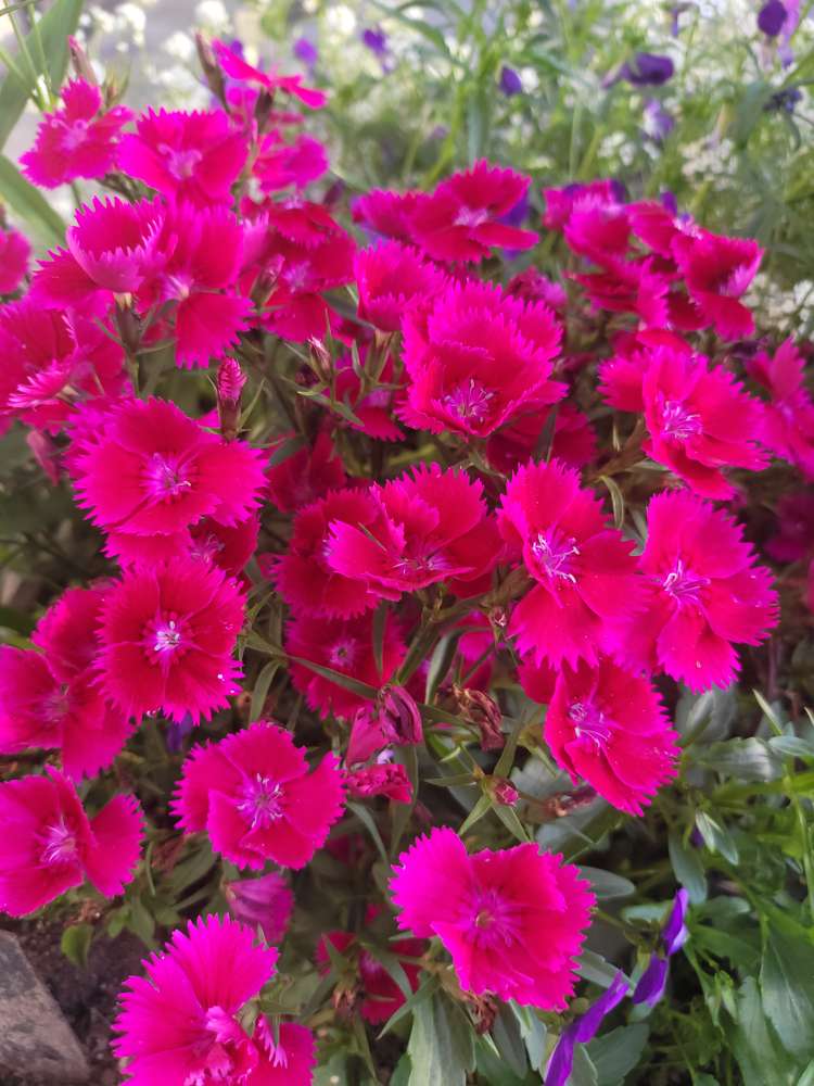 17 Hakanoa Street Huntly_35