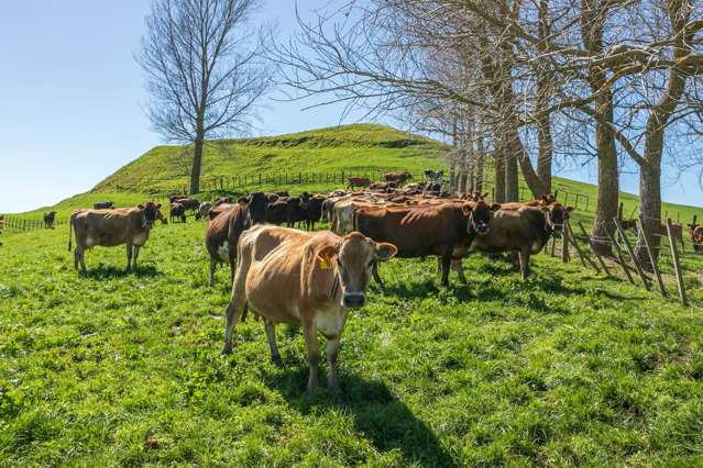 226a Buckland Road Matamata_2