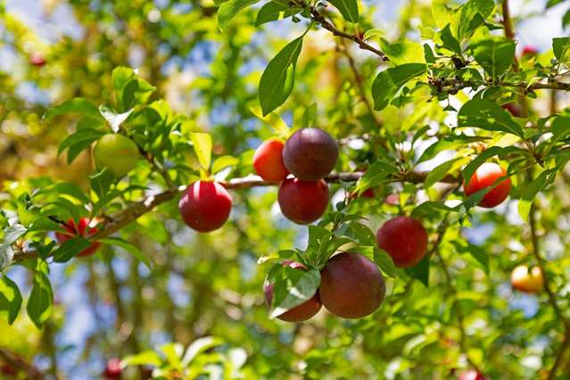 50 Waitoki Road Waitoki_4