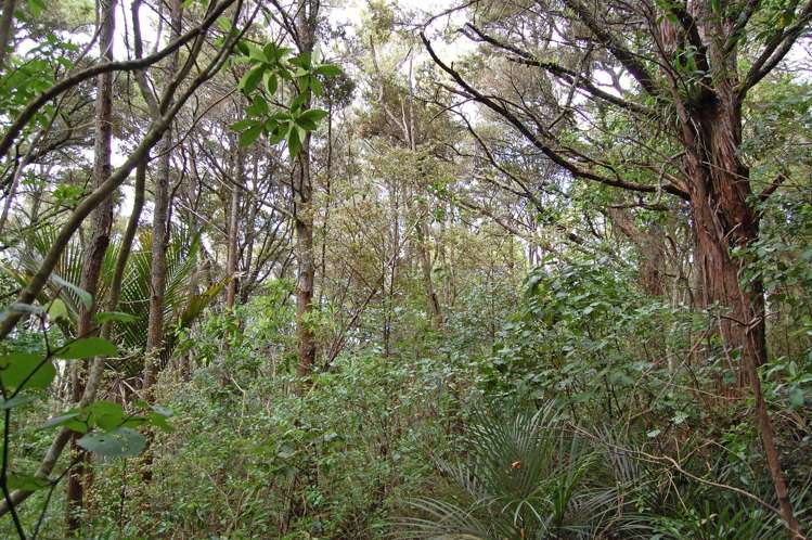 542 Oneriri Road Kaiwaka_13