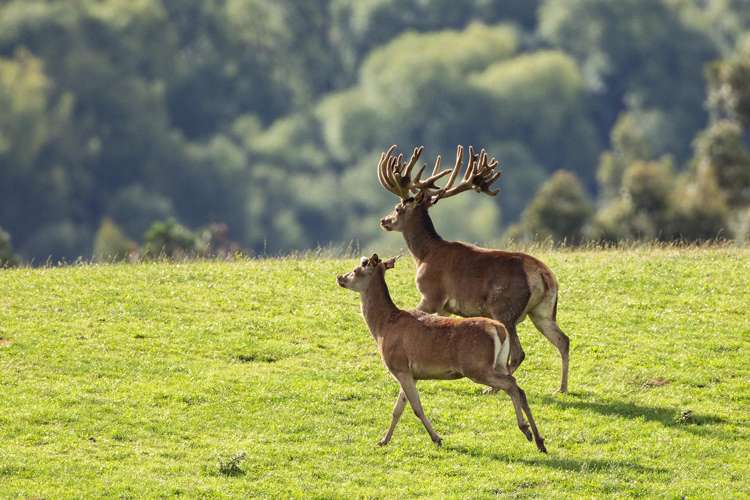 860 McHenrys Road Kurow_29