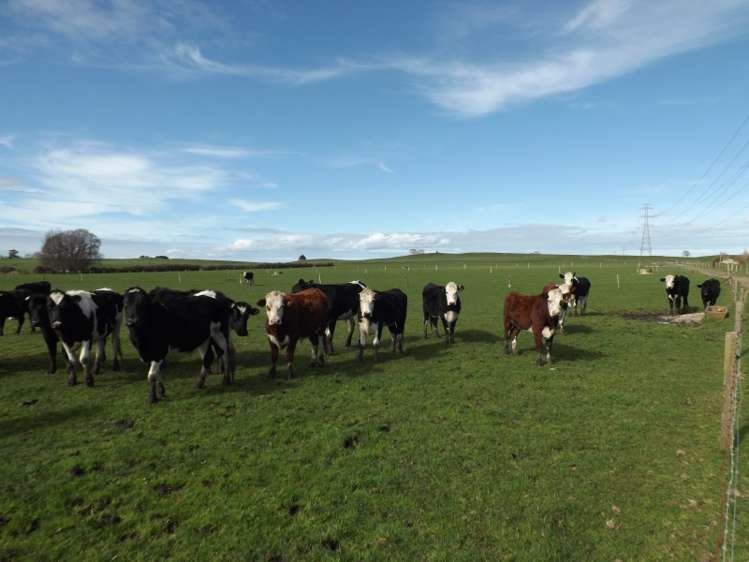 365 Tauhei Road Morrinsville_9