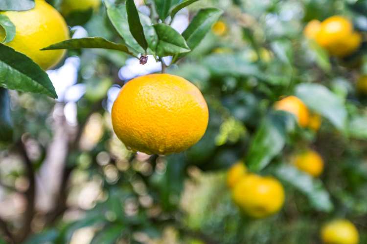 2/18 Leonard Road Mount Wellington_16