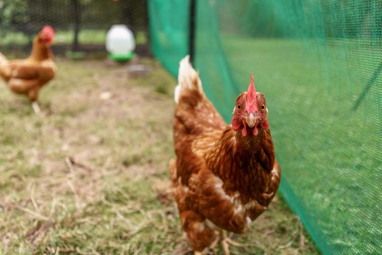 38 Max Wallace Drive Ashley_14