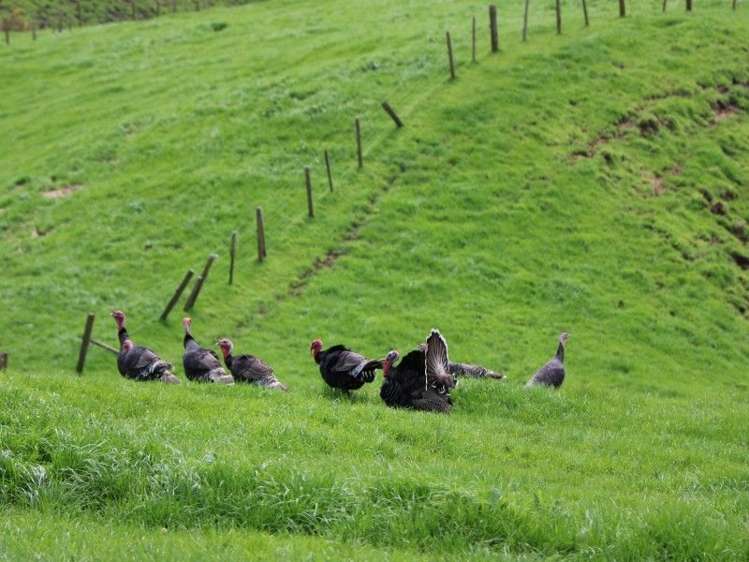 196 Hildreth Road Arapuni_21